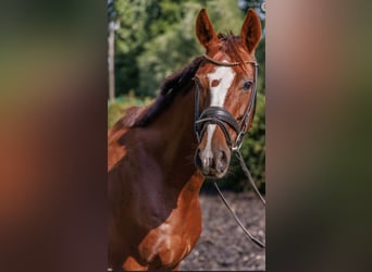 Westfaal, Merrie, 11 Jaar, 168 cm, Donkere-vos