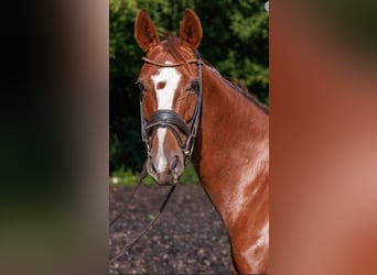 Westfaal, Merrie, 11 Jaar, 168 cm, Donkere-vos