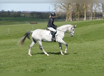 Westfaal, Merrie, 11 Jaar, 169 cm, Schimmel