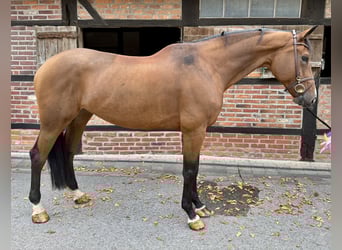 Westfaal, Merrie, 11 Jaar, 170 cm, Bruin Westfaal, Merrie, 11 Jaar, 170 cm, Bruin