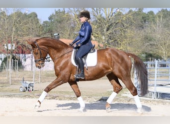 Westfaal, Merrie, 11 Jaar, 170 cm, Vos