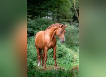 Westfaal, Merrie, 11 Jaar, 172 cm, Vos