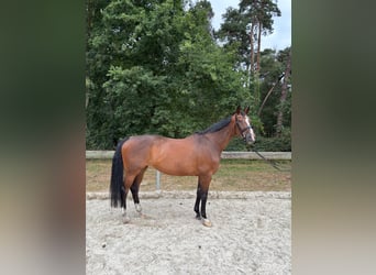 Westfaal, Merrie, 11 Jaar, 173 cm, Bruin