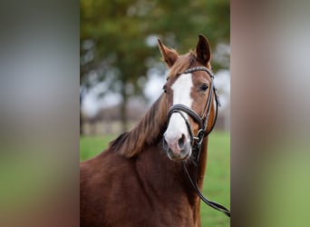 Westfaal, Merrie, 11 Jaar, Vos