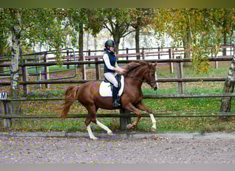 Westfaal, Merrie, 11 Jaar, Vos