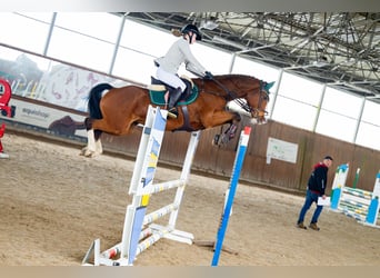 Westfaal, Merrie, 12 Jaar, 158 cm, Roodbruin