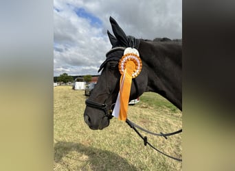 Westfaal, Merrie, 12 Jaar, 163 cm, Zwart