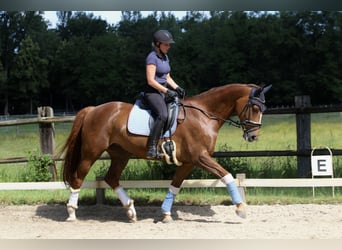 Westfaal, Merrie, 12 Jaar, 164 cm, Vos