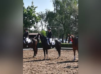 Westfaal, Merrie, 12 Jaar, 164 cm, Zwart