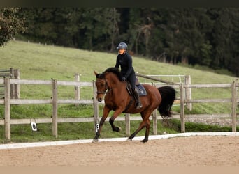 Westfaal, Merrie, 12 Jaar, 165 cm, Bruin
