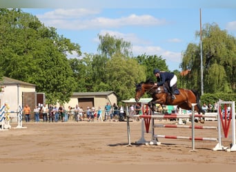 Westfaal, Merrie, 12 Jaar, 165 cm, Bruin