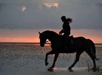 Westfaal, Merrie, 12 Jaar, 165 cm, Bruin