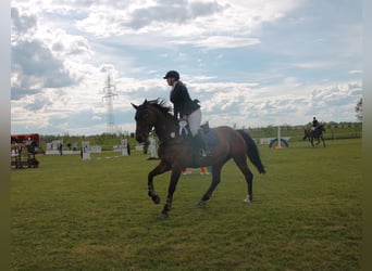 Westfaal, Merrie, 12 Jaar, 165 cm, Bruin