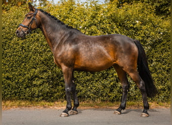 Westfaal, Merrie, 12 Jaar, 166 cm, Donkerbruin