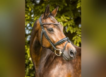 Westfaal, Merrie, 12 Jaar, 166 cm, Donkerbruin