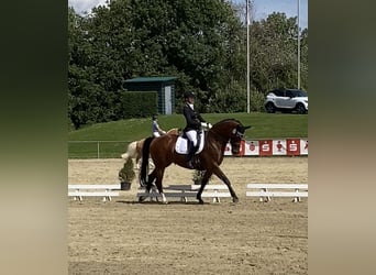 Westfaal, Merrie, 12 Jaar, 167 cm, Brauner