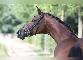 Westfaal, Merrie, 12 Jaar, 167 cm, Brauner