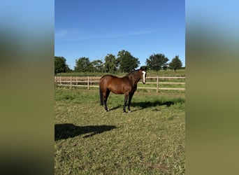 Westfaal, Merrie, 12 Jaar, 168 cm, Bruin