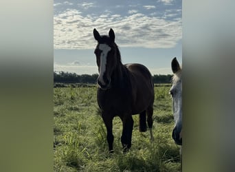 Westfaal, Merrie, 12 Jaar, 168 cm, Bruin