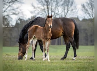 Westfaal, Merrie, 12 Jaar, 168 cm, Bruin