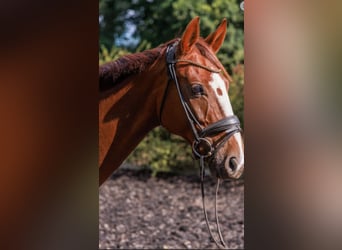 Westfaal, Merrie, 12 Jaar, 168 cm, Donkere-vos