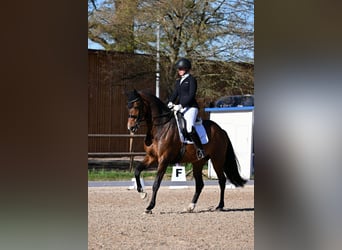 Westfaal, Merrie, 12 Jaar, 170 cm, Donkerbruin