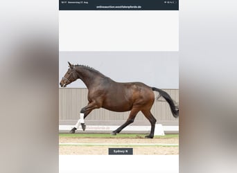 Westfaal, Merrie, 12 Jaar, 172 cm, Donkerbruin