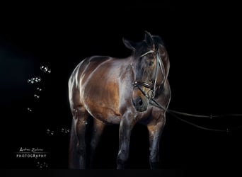 Westfaal, Merrie, 12 Jaar, 172 cm, Donkerbruin