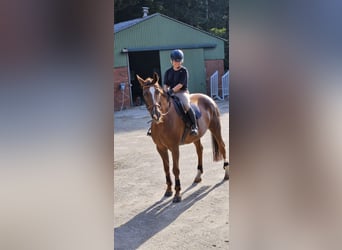 Westfaal Mix, Merrie, 12 Jaar, 174 cm, Donkere-vos