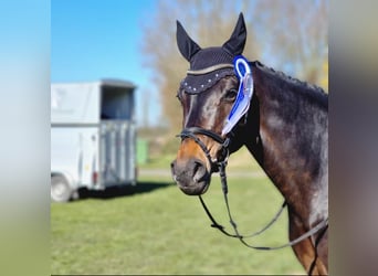 Westfaal, Merrie, 12 Jaar, 174 cm, Zwart