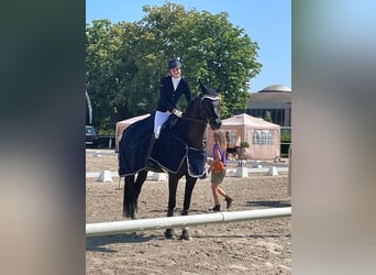 Westfaal, Merrie, 12 Jaar, 174 cm, Zwart