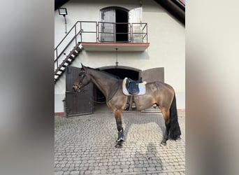 Westfaal, Merrie, 12 Jaar, 175 cm, Roodbruin