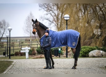 Westfaal, Merrie, 12 Jaar, 175 cm, Roodbruin