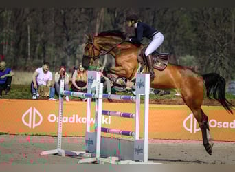 Westfaal, Merrie, 12 Jaar, 175 cm, Roodbruin
