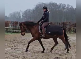 Westfaal, Merrie, 13 Jaar, 162 cm, Bruin