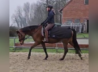 Westfaal, Merrie, 13 Jaar, 162 cm, Bruin