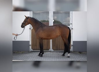 Westfaal, Merrie, 13 Jaar, 162 cm, Bruin