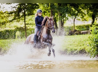 Westfaal, Merrie, 13 Jaar, 163 cm, Donkere-vos