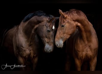 Westfaal, Merrie, 13 Jaar, 163 cm, Donkere-vos