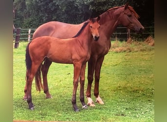 Westfaal, Merrie, 13 Jaar, 163 cm, Donkere-vos