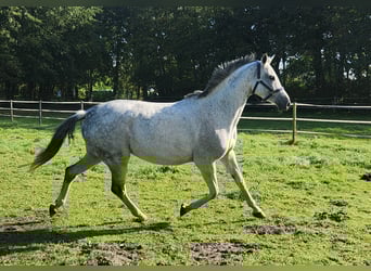 Westfaal, Merrie, 13 Jaar, 163 cm, Schimmel