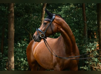 Westfaal, Merrie, 13 Jaar, 164 cm, Bruin