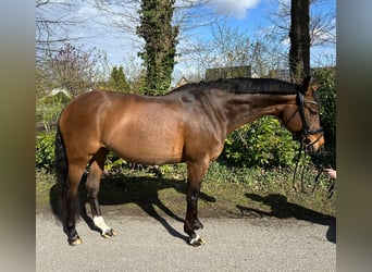 Westfaal, Merrie, 13 Jaar, 164 cm, Bruin