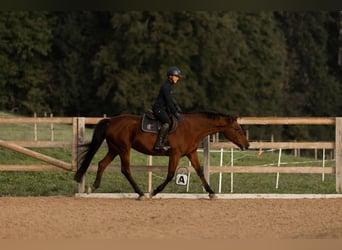 Westfaal, Merrie, 13 Jaar, 165 cm, Bruin