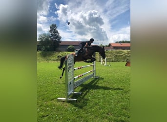 Westfaal, Merrie, 13 Jaar, 167 cm, Bruin