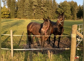 Westfaal, Merrie, 13 Jaar, 169 cm, Bruin