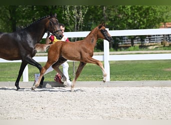 Westfaal, Merrie, 13 Jaar, 169 cm, Bruin