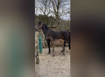 Westfaal, Merrie, 13 Jaar, 169 cm, Bruin