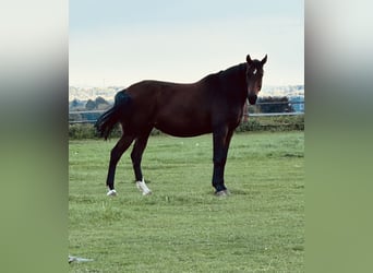 Westfaal, Merrie, 13 Jaar, 170 cm, Bruin