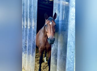 Westfaal, Merrie, 13 Jaar, 170 cm, Bruin